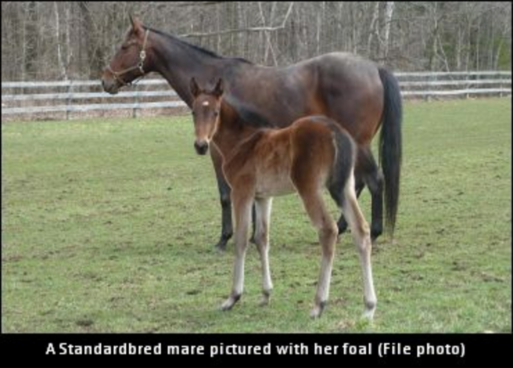 MareAndFoal-370-01.jpg