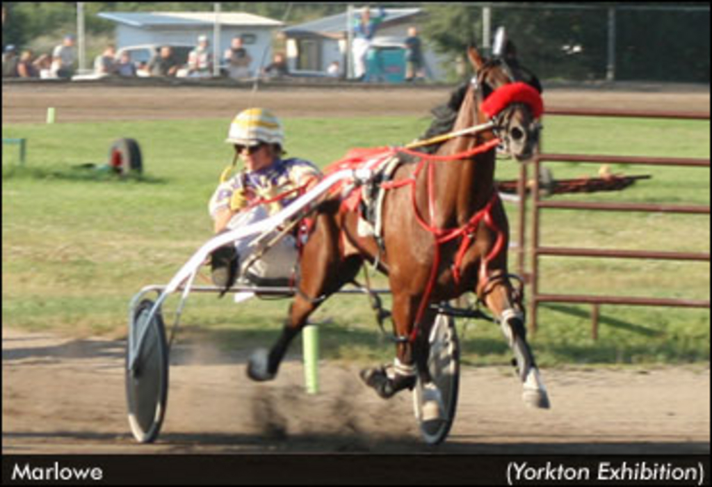 Becoming an Official - Saskatchewan Horse Federation