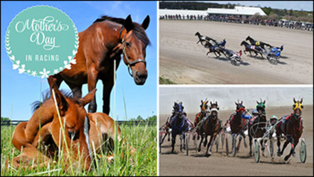 Mothers-Day-Harness-Racing-370px.jpg