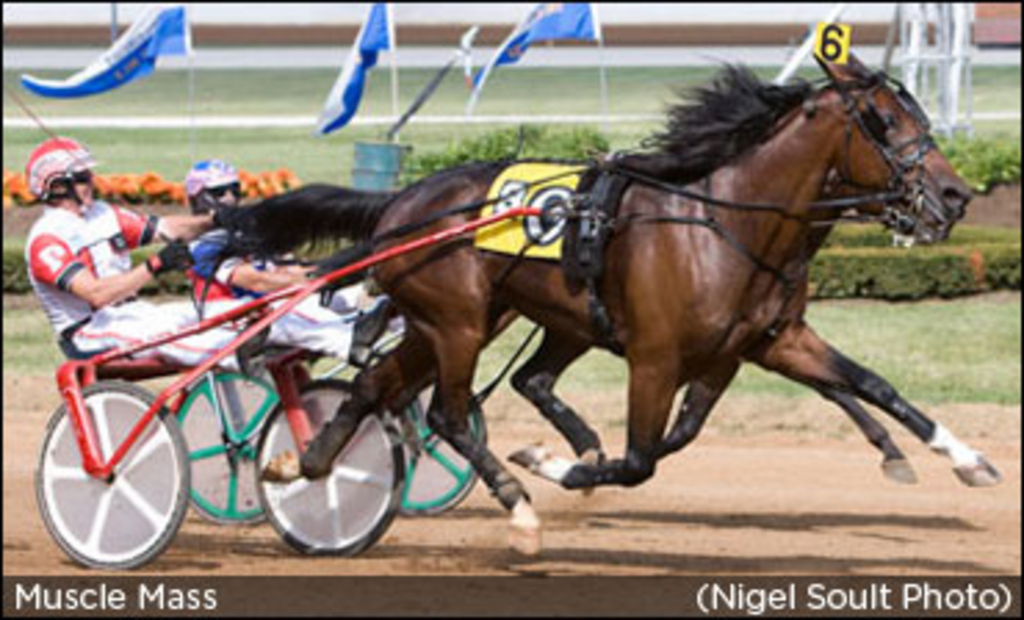 Muscle Mass To Relocate To Blue Chip | Standardbred Canada