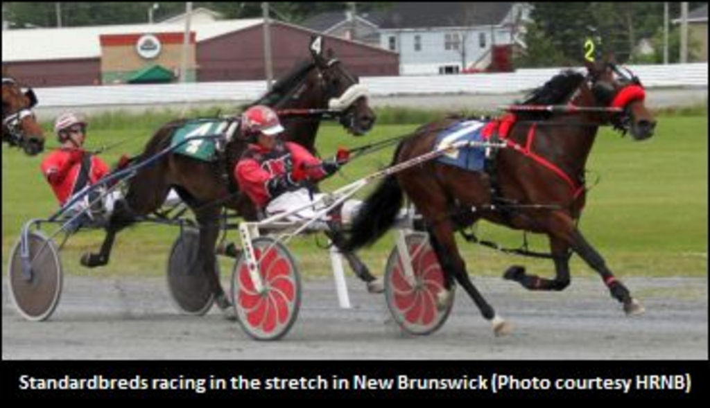 NewBrunswickHarnessRacing-370.jpg