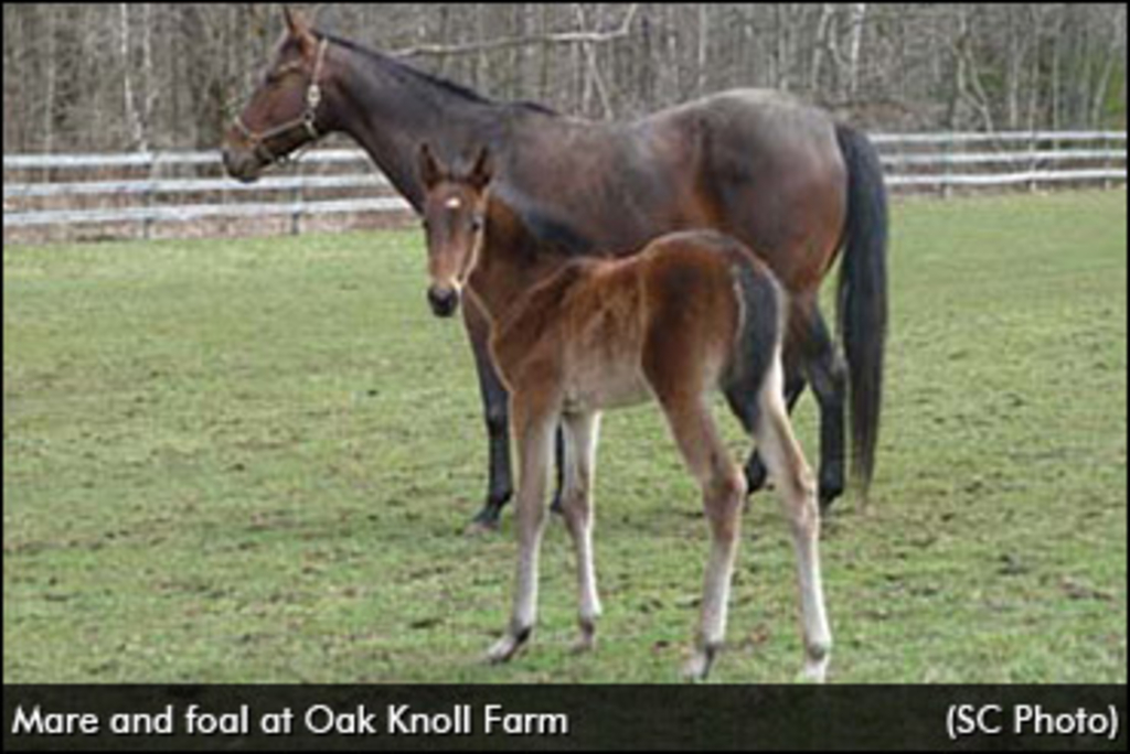 Oak-Knoll-Web-Shot.jpg