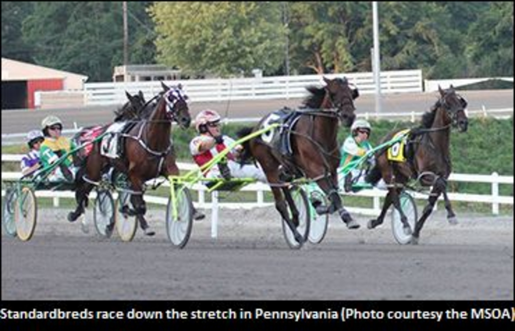 PAharnessRacing.jpg