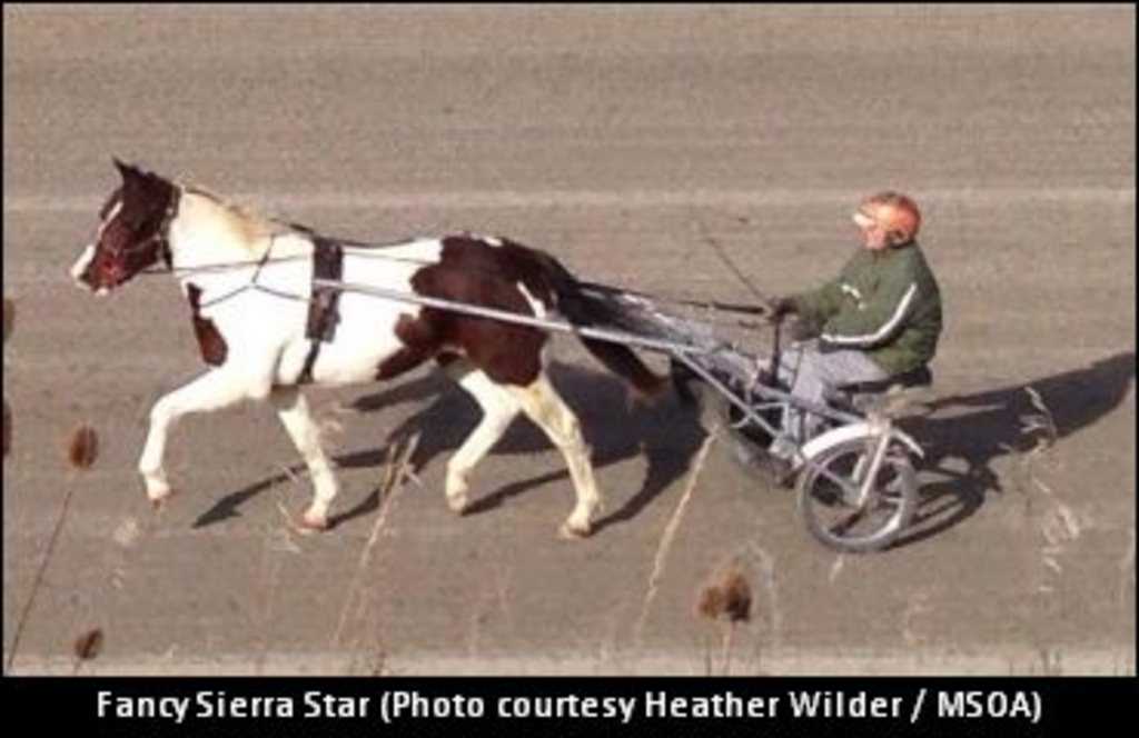 PintoStandardbred01.jpg