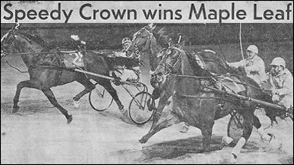 Rewind-Speedy-Crown-Maple-Leaf-Trot-370px.jpg