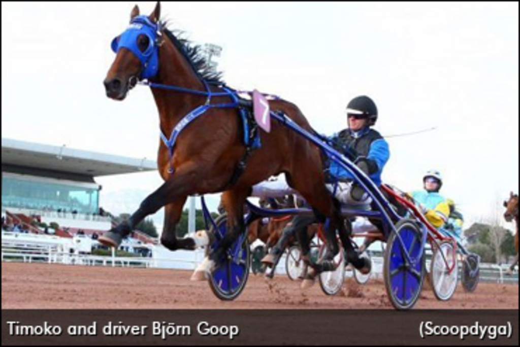 Timoko-370.jpg