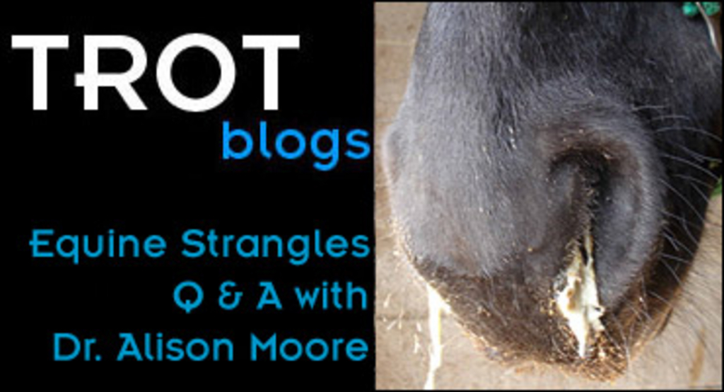 Trot-Blogs-Alison-Moore-Strangles-370px.jpg