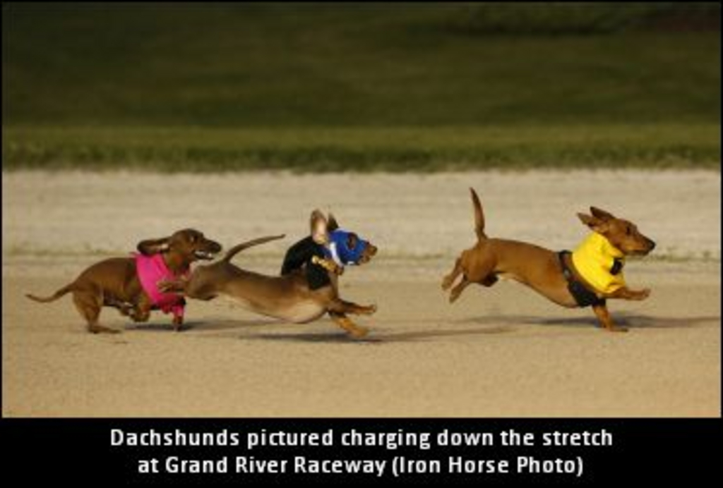 WeinerDogRace-DachshundRace-RensPetsDepotWienerDogRaces-GrandRiverRaceway-2017(01).jpg