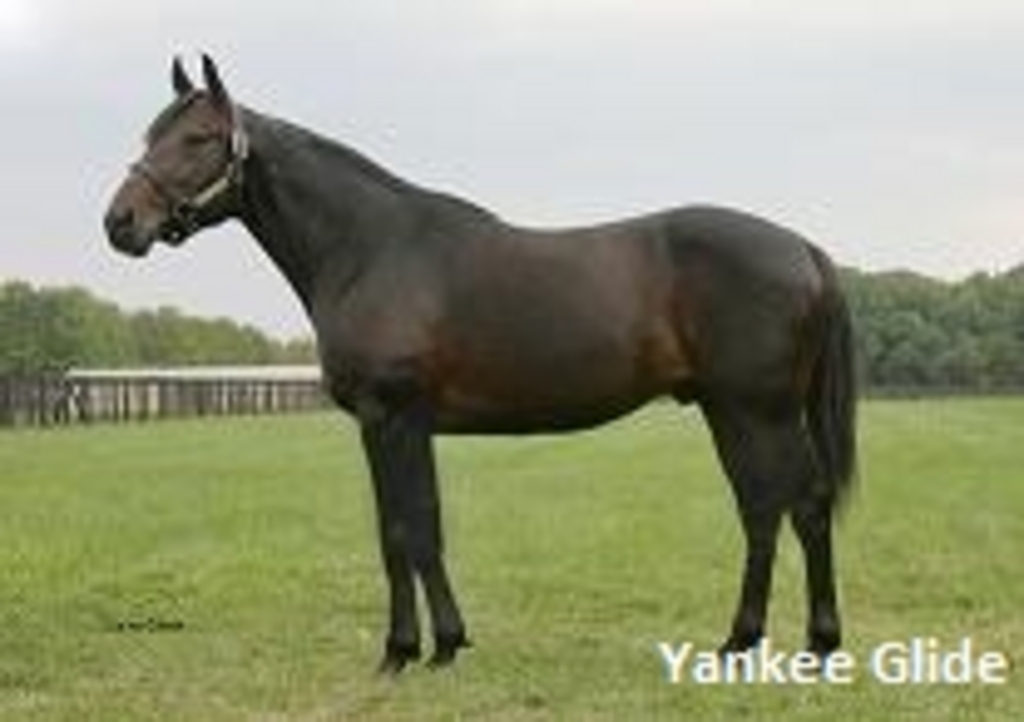 Yankee-Glide.JPG