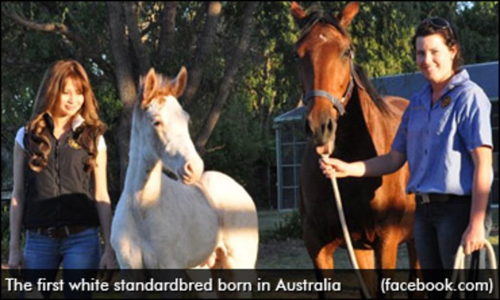 australia-white-standardbred.jpg