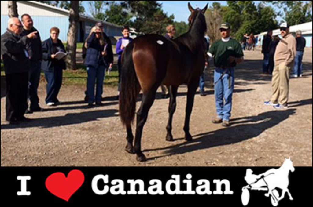 behind-scenes-yearling-sale.jpg