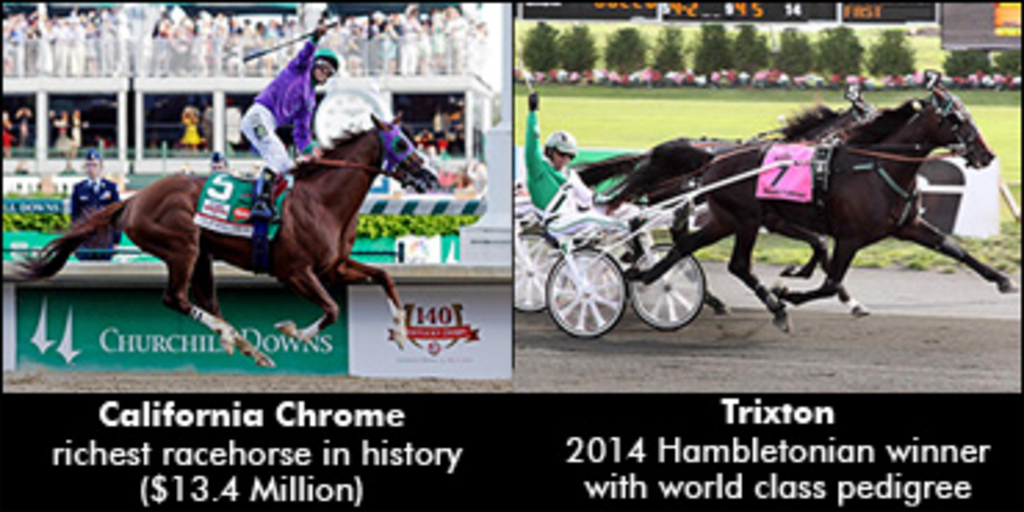 california-chrome-trixton-370.jpg