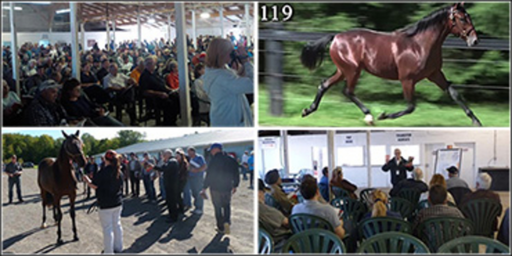 cdn-yearling-sale-370.jpg