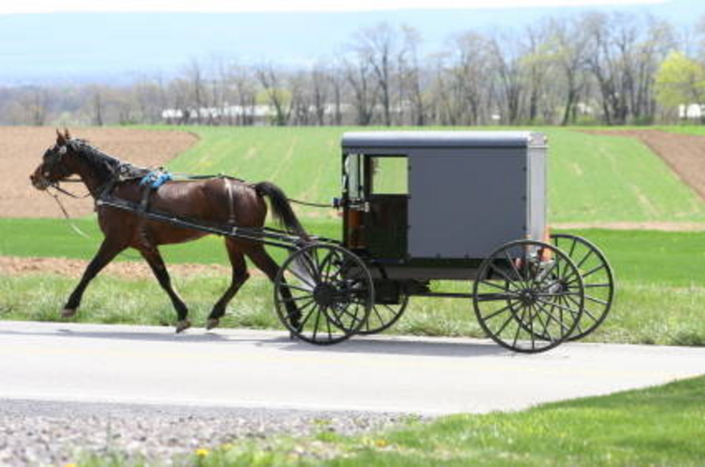 Amish horse best sale buggy for sale