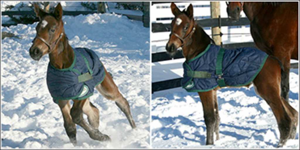 el-titan-first-foal-370.jpg