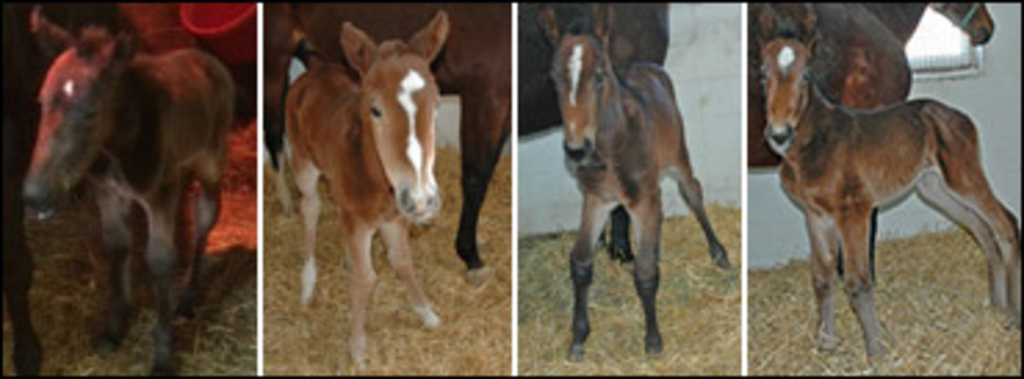 first-foals-of-2015.jpg