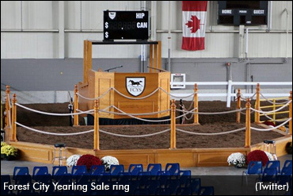 forest-city-yearling-sale-370.jpg