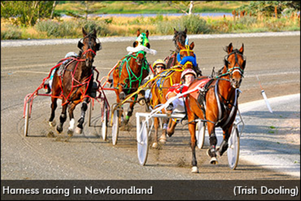 harness-racing-newfoundland.jpg