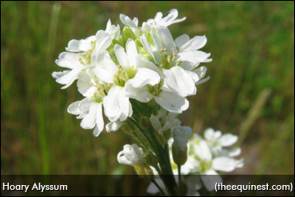 hoary-alyssum-370.jpg