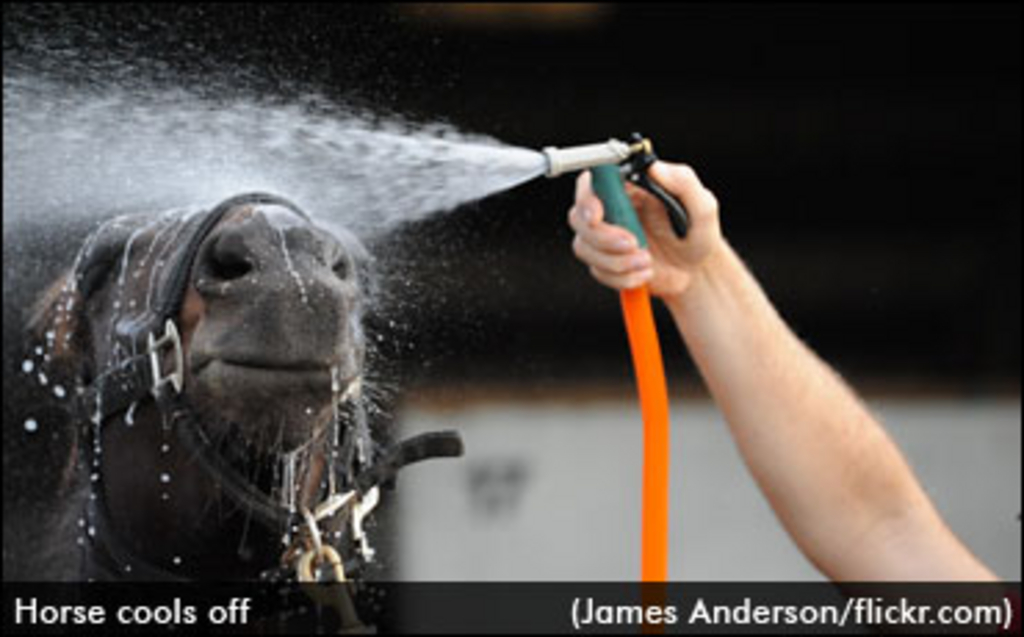 horse-cools-off.jpg