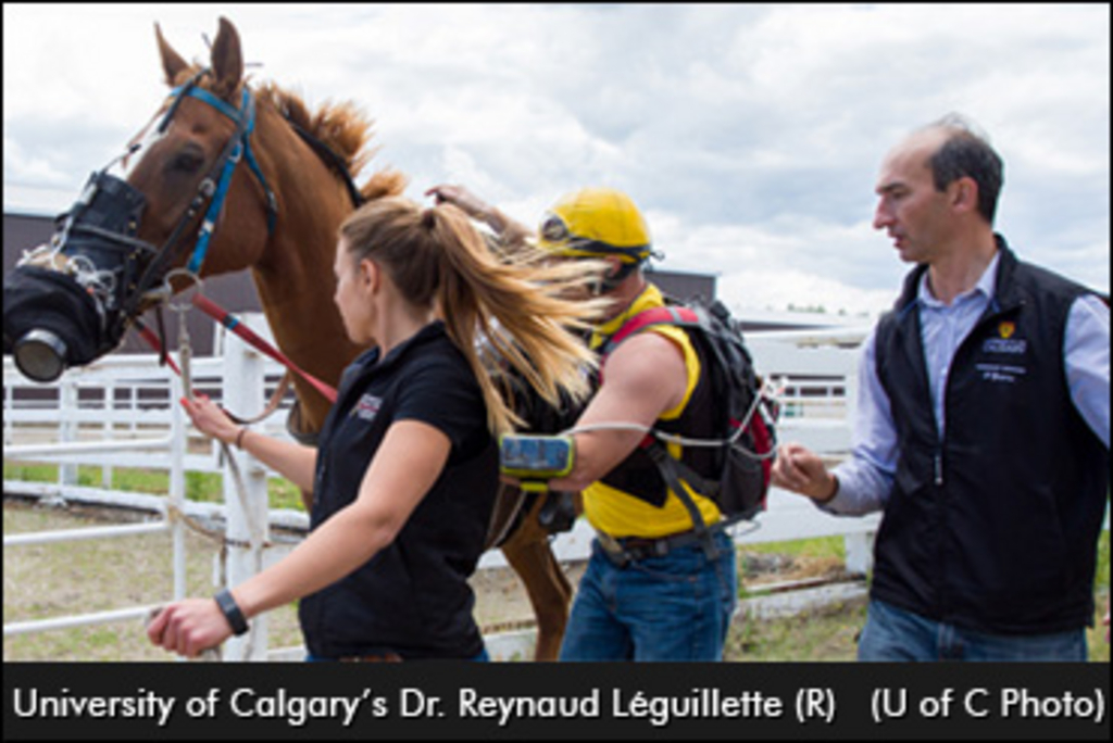 horse-exercising-370.jpg