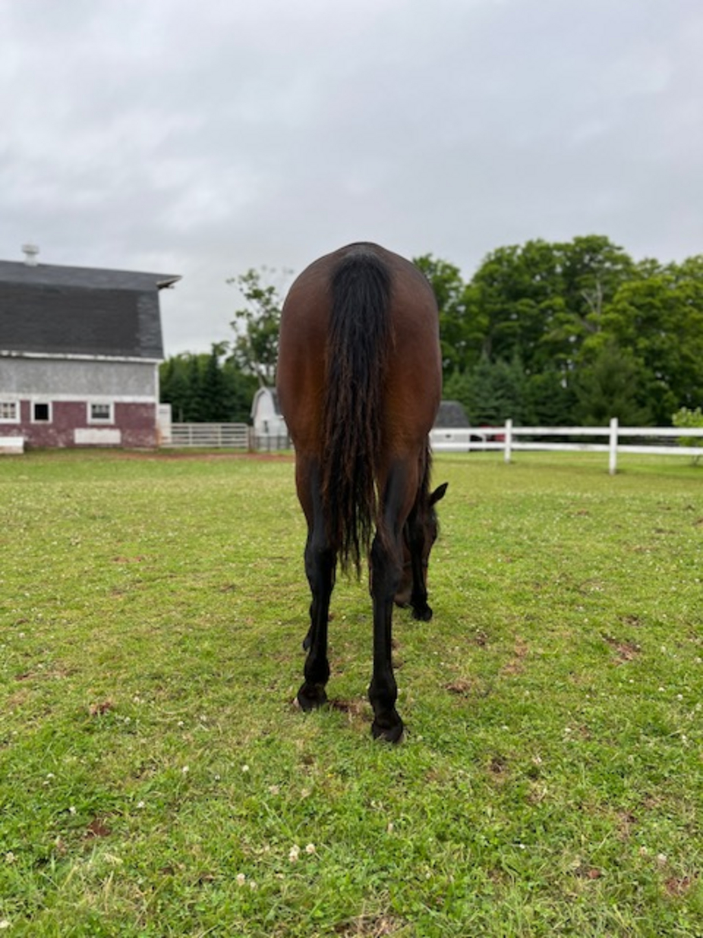 Any Sign Of Harry Standardbred Canada