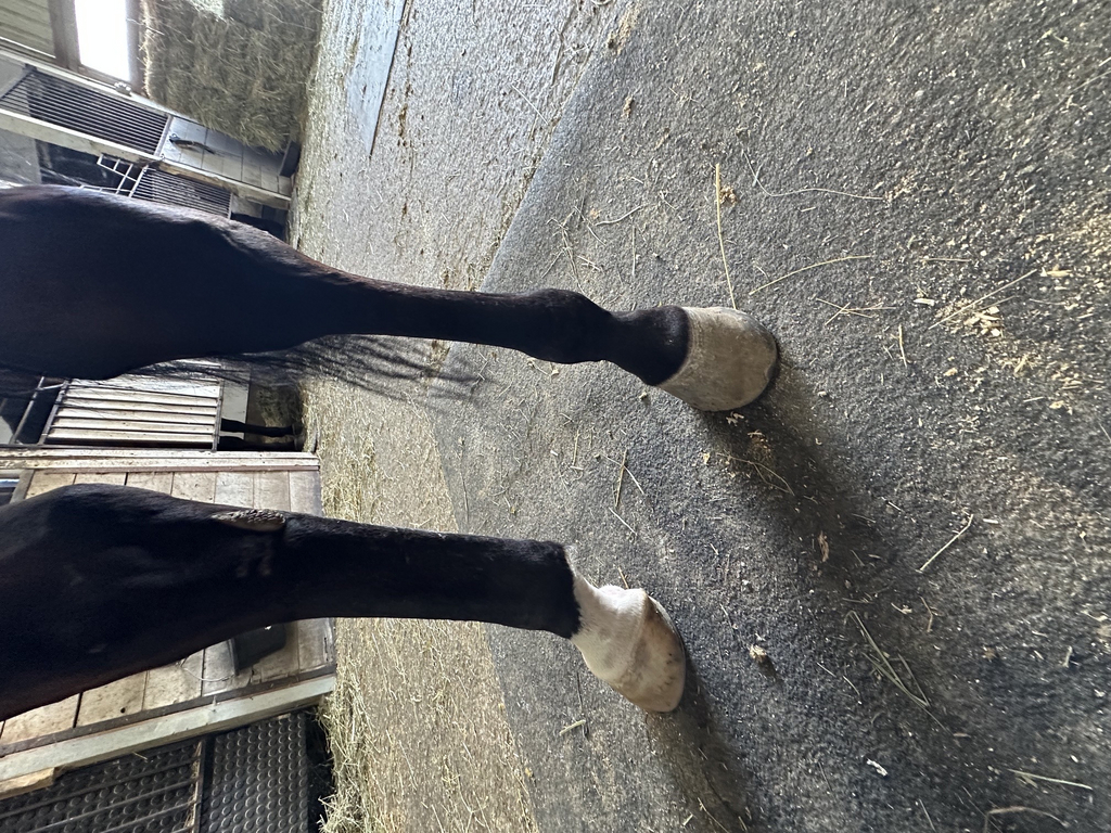 IMG_3682_0.jpeg
