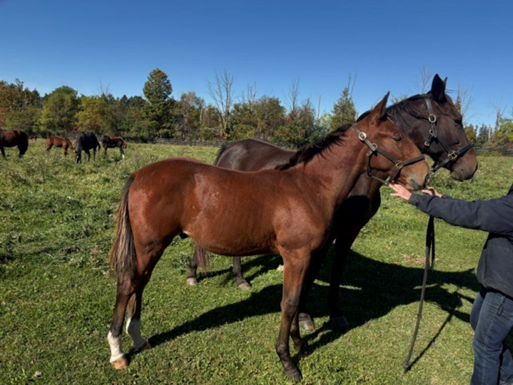 Misty Foal.jpg
