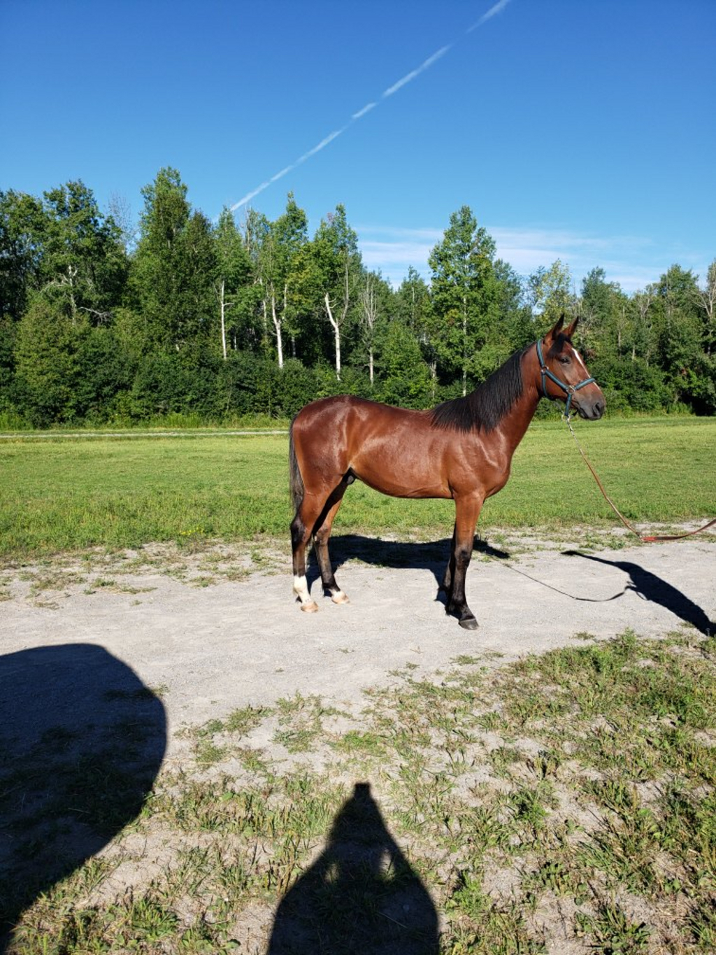 RW Smokin Joe pic 1.jpg