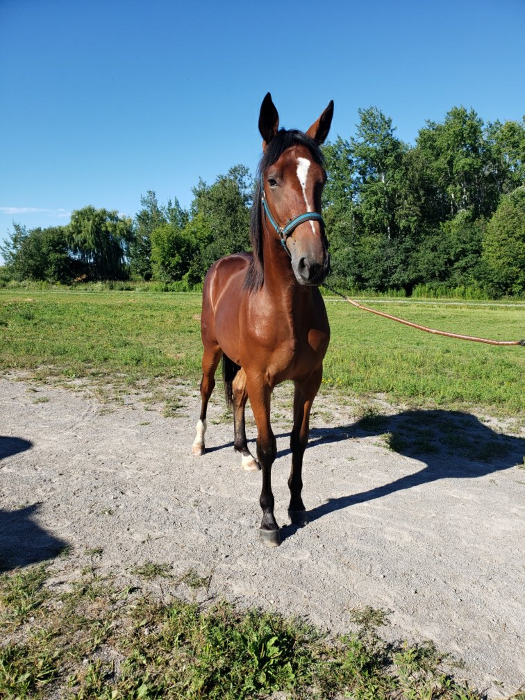 RW Smokin Joe pic 2.jpg