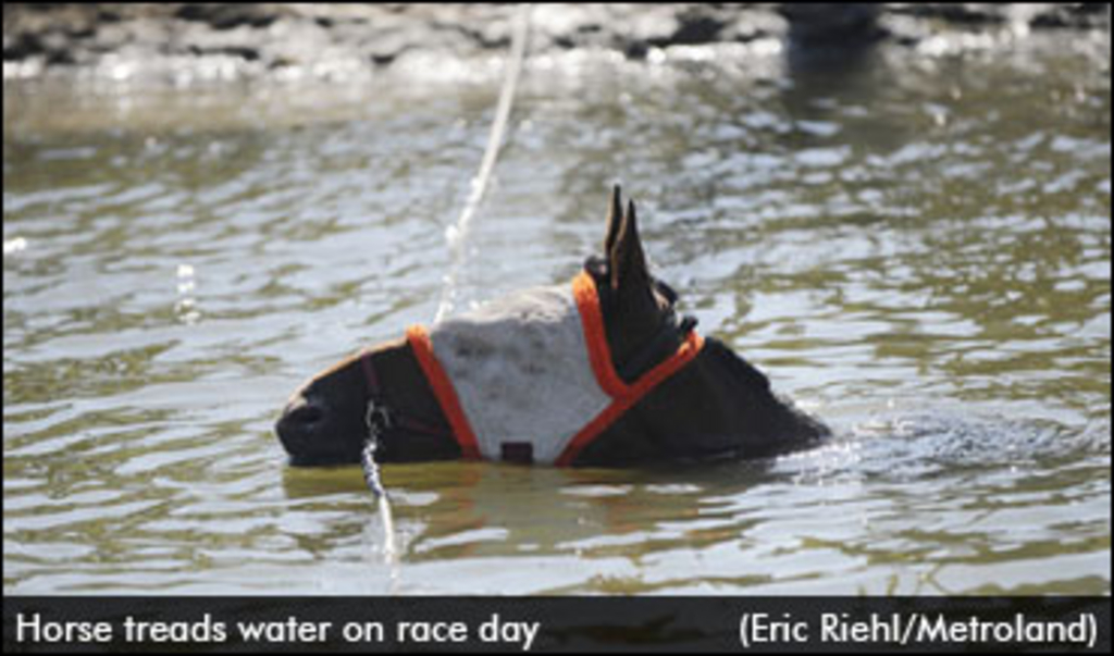 horse-treads-water.jpg