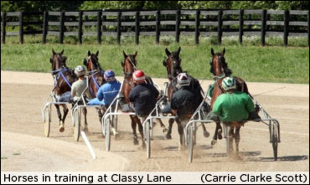 horses-in-training.jpg