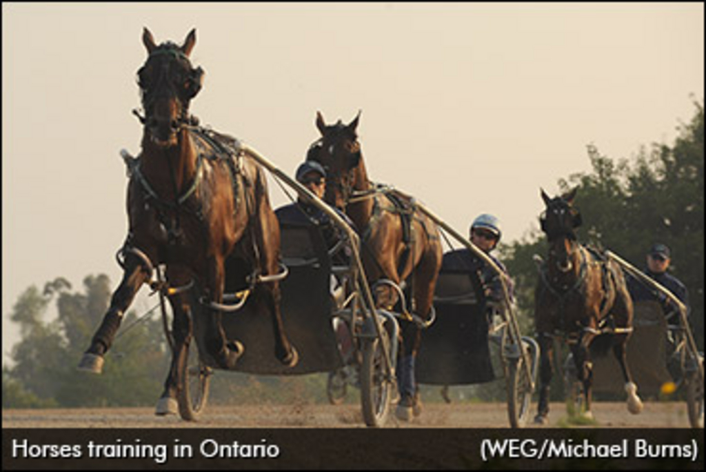 horses-training-ontario-370.jpg