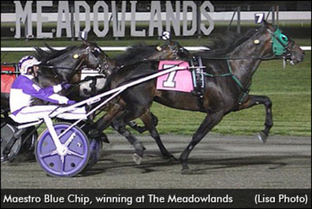 maestro-blue-chip-meadowlands-370.jpg