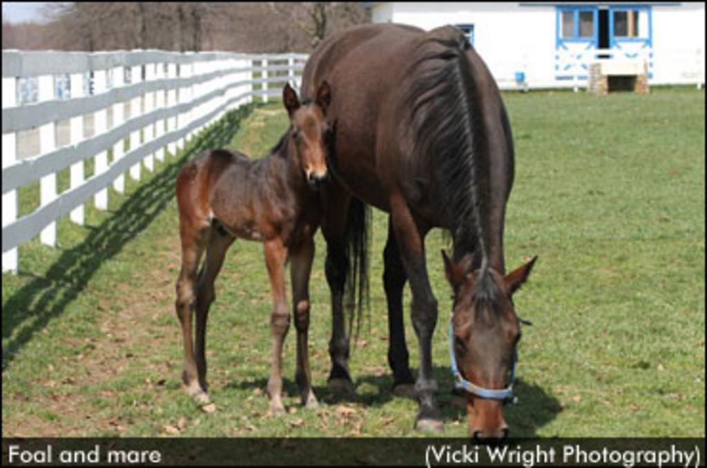 mare-and-foal-vwp.jpg