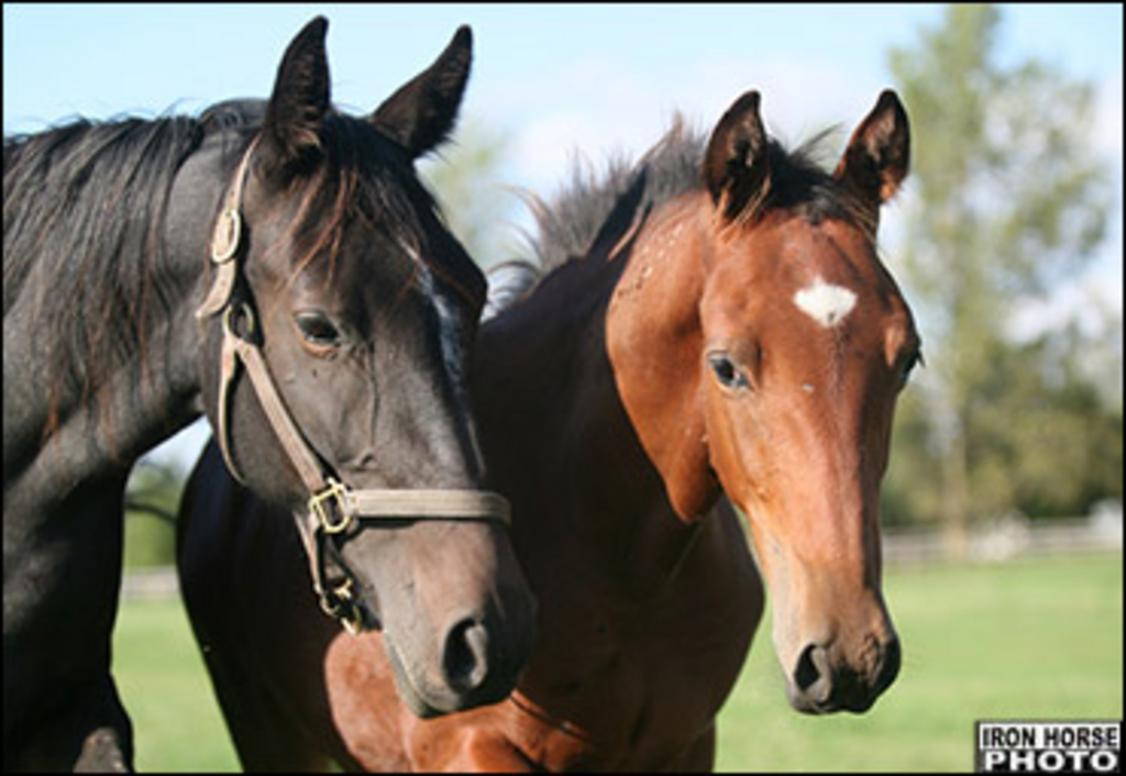 mare-foal-heads.jpg