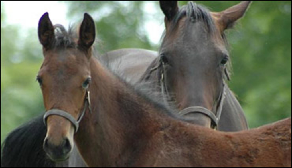 mare-foal-trot.jpg