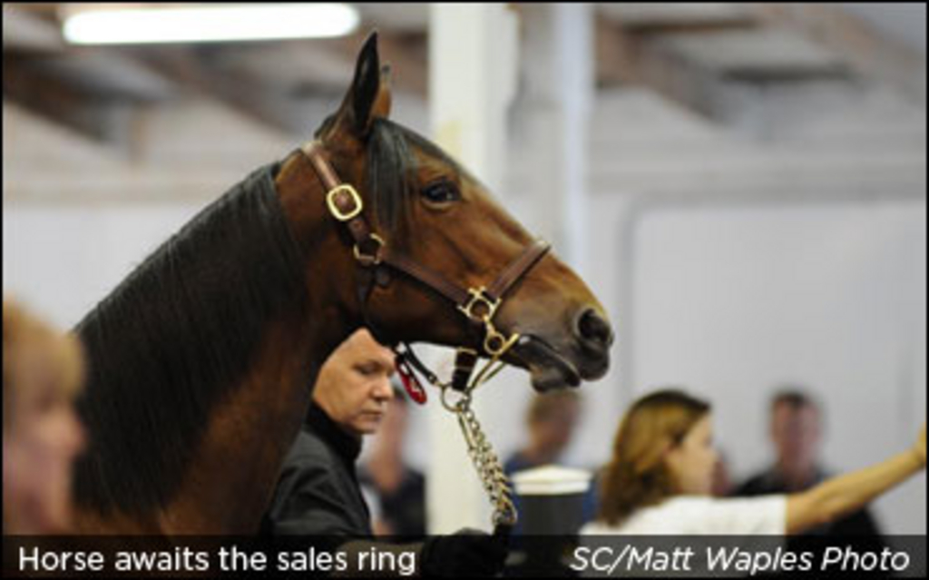sale-horse-waiting.jpg