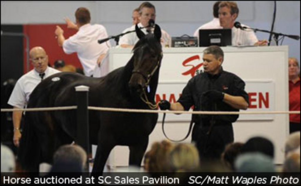 sc-horse-auction.jpg