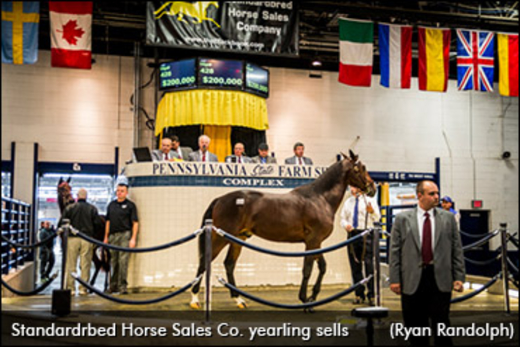 shsc-yearling-sells.jpg