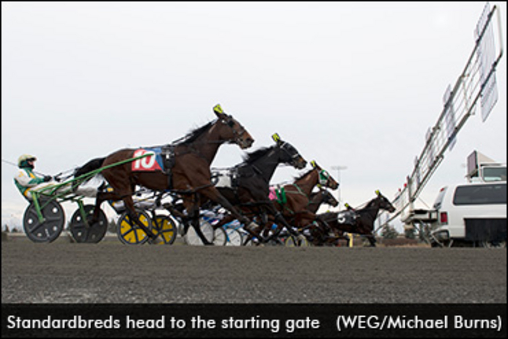 standardbreds-starting-gate-370.jpg