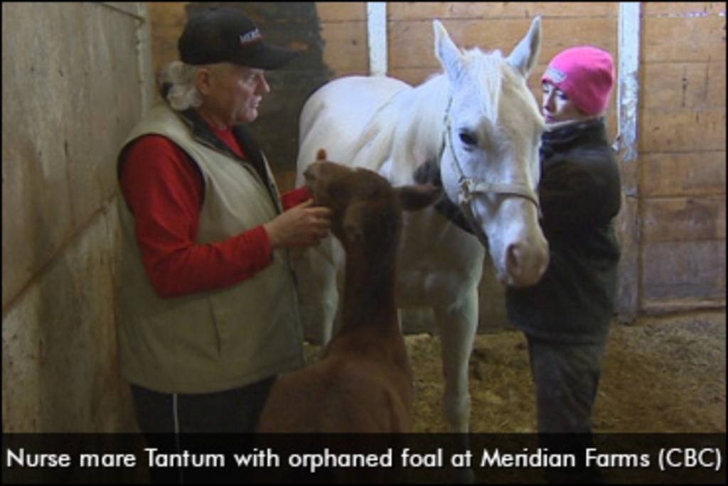 tantum-nurse-mare-370.jpg