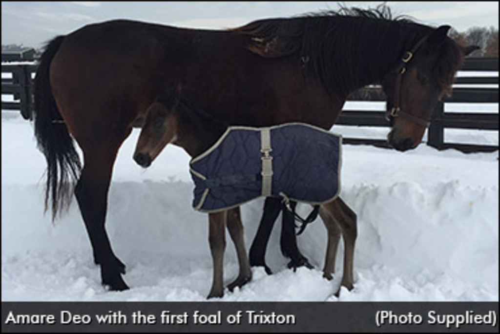 trixton-first-foal-370.jpg