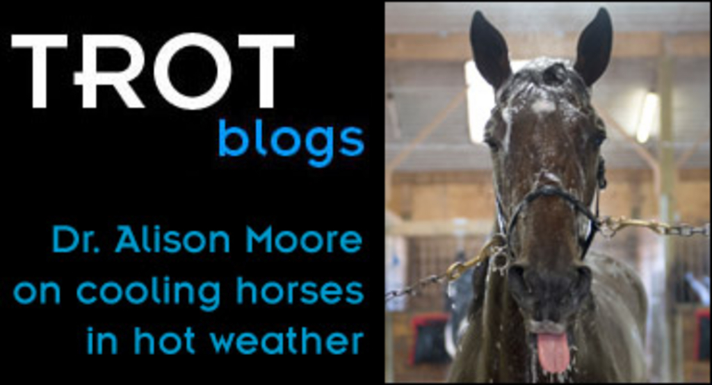 trot-blogs-alison-moore-cooling-horses-370.jpg