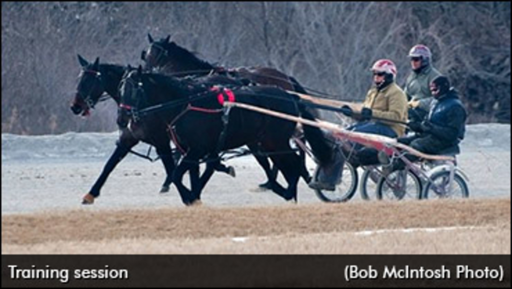 two-year-olds-training.jpg