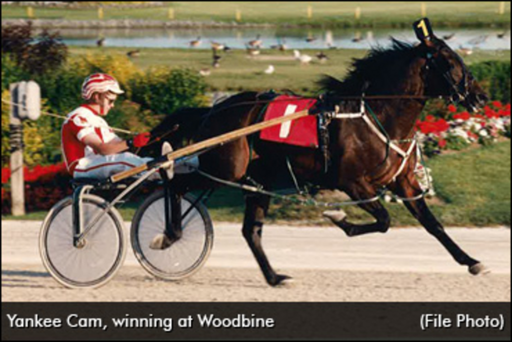 yankee-cam-woodbine-370px.jpg