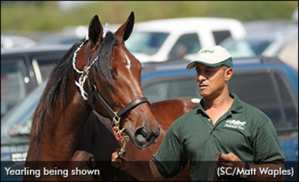 yearling-being-shown-370.jpg