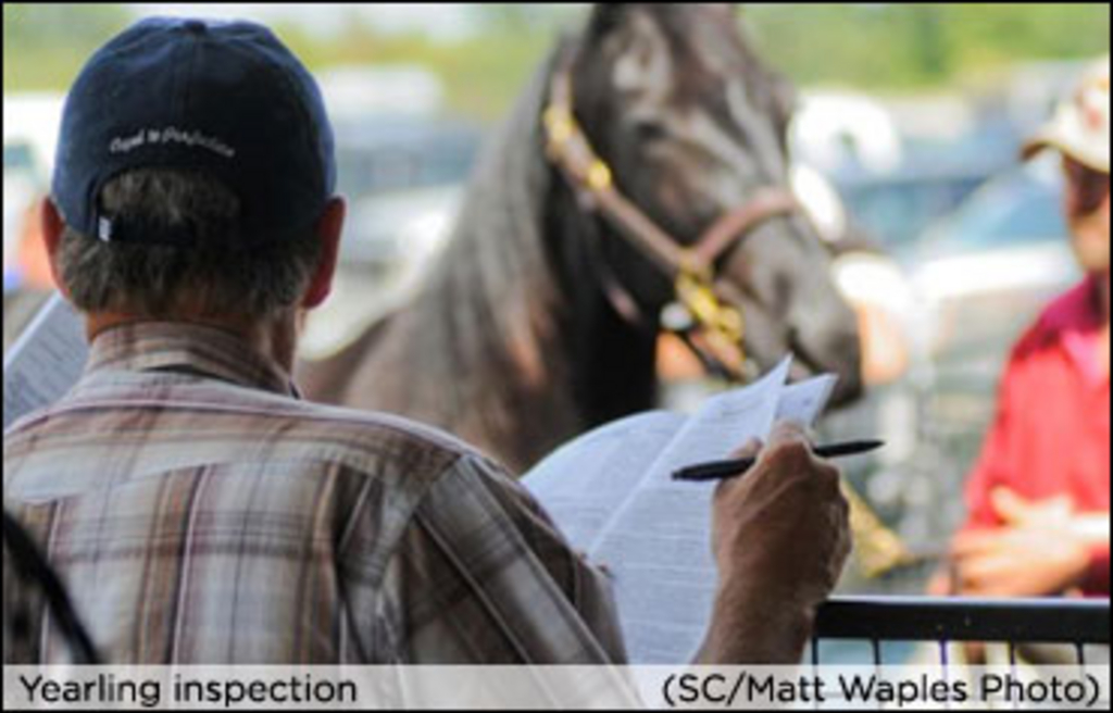 yearling-inspection.jpg