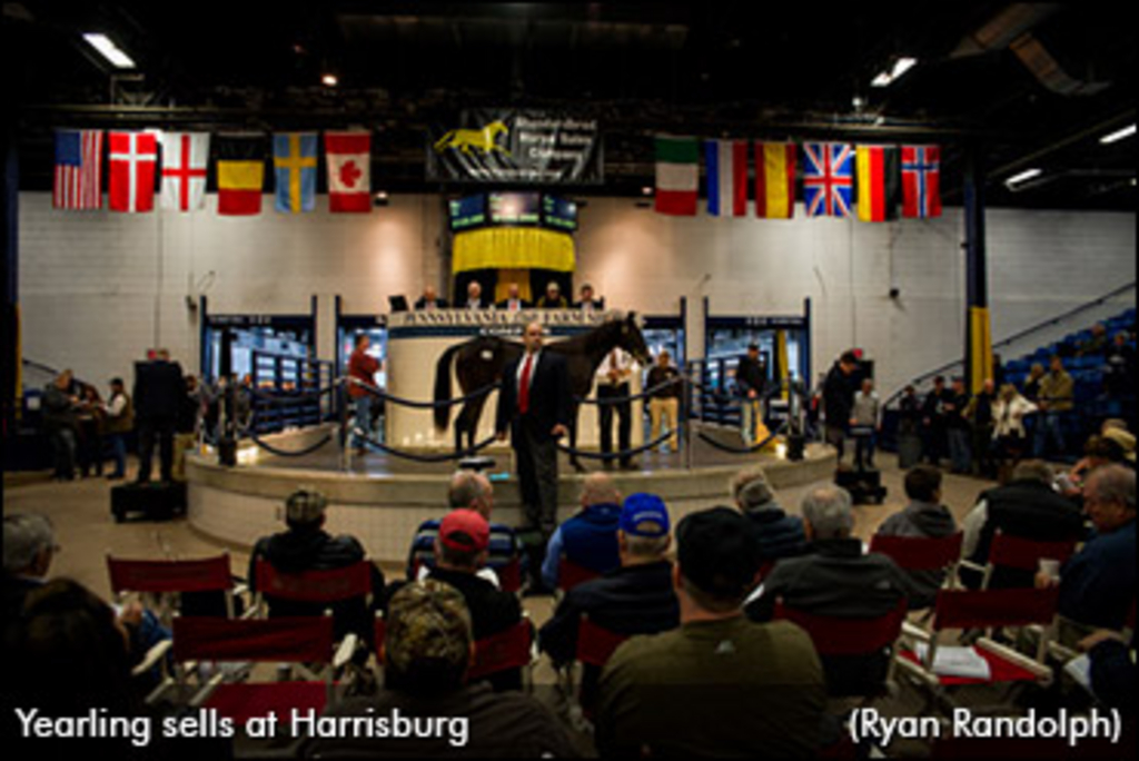 yearling-sells-at-harrisburg-web.jpg