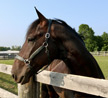 Madden Oaks